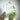 Lemurian Clear Quartz Green Chlorite Inclusions Crystal Cluster - KUSHROX Crystal Gallery