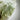 Lemurian Clear Quartz Green Chlorite Inclusions Crystal Cluster - KUSHROX Crystal Gallery