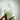 Lemurian Clear Quartz Green Chlorite Inclusions Crystal Cluster - KUSHROX Crystal Gallery
