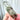 Lodolite Garden Quartz Polished Crystal Generator Points - KUSHROX Crystal Gallery
