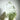 Lemurian Clear Quartz Green Chlorite Inclusions Crystal Cluster - KUSHROX Crystal Gallery