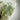 Lemurian Clear Quartz Green Chlorite Inclusions Crystal Cluster - KUSHROX Crystal Gallery