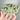 SUPER RARE Phantom Lemurian Green Chlorite Quartz Crystal Cluster - KUSHROX Crystal Gallery