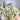 SUPER RARE Phantom Lemurian Green Chlorite Quartz Crystal Cluster - KUSHROX Crystal Gallery