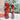 SET OF 2 - AAA+ Grade Fire Quartz Crystal Points with Rainbow Flashes - KUSHROX Crystal Gallery