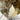 Huge Raw Saturated Elestial Smokey Quartz Crystal Generator Point Tower Statement Piece on Stand from Malawi Africa - KUSHROX Crystal Gallery
