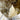 Huge Raw Saturated Elestial Smokey Quartz Crystal Generator Point Tower Statement Piece on Stand from Malawi Africa - KUSHROX Crystal Gallery