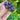 Amethyst Crystal Cluster Hearts - KUSHROX Crystal Gallery