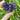 Amethyst Crystal Cluster Hearts - KUSHROX Crystal Gallery