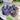 Amethyst Crystal Raw Piece - KUSHROX Crystal Gallery