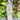 Clear Quartz Crystal Raw Generator Tower - KUSHROX Crystal Gallery