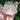 Clear Quartz Raw Crystal TWIN Generator Tower - KUSHROX Crystal Gallery