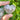 Flower Agate Crystal Heart - KUSHROX Crystal Gallery