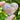 Flower Agate Crystal Heart - KUSHROX Crystal Gallery