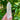 Clear Quartz Raw Crystal TWIN Generator Tower - KUSHROX Crystal Gallery