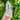 Clear Quartz Raw Crystal TWIN Generator Tower - KUSHROX Crystal Gallery