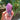 Rainbow Fluorite Crystal Generator Tower - KUSHROX Crystal Gallery